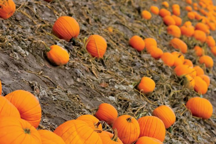 Pumpkins are a top specialty crop in Illinois
