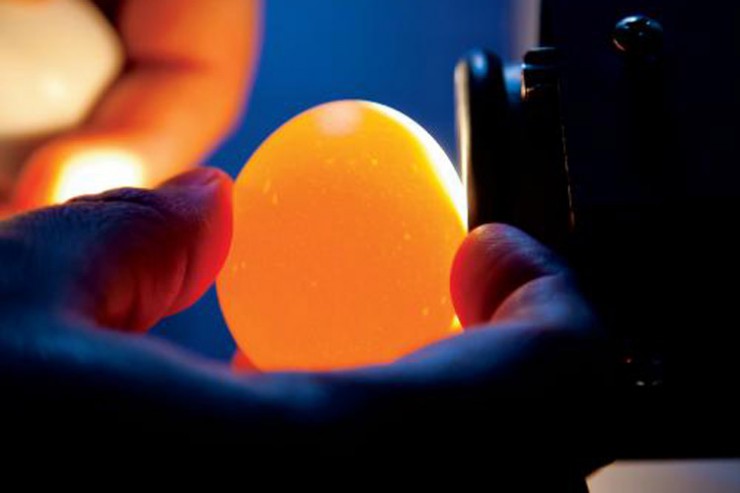 Illinois Egg Safety Inspection