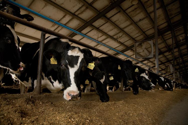 Nebraska Dairy Cows