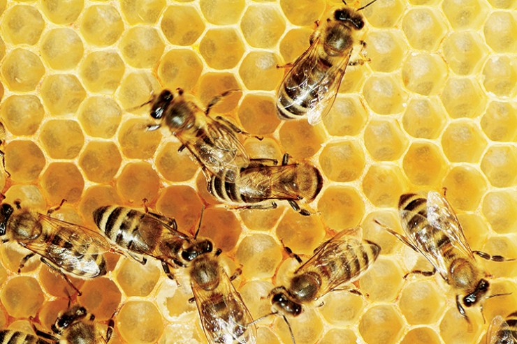 Florida bees