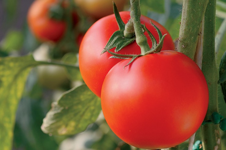 Florida tomatoes