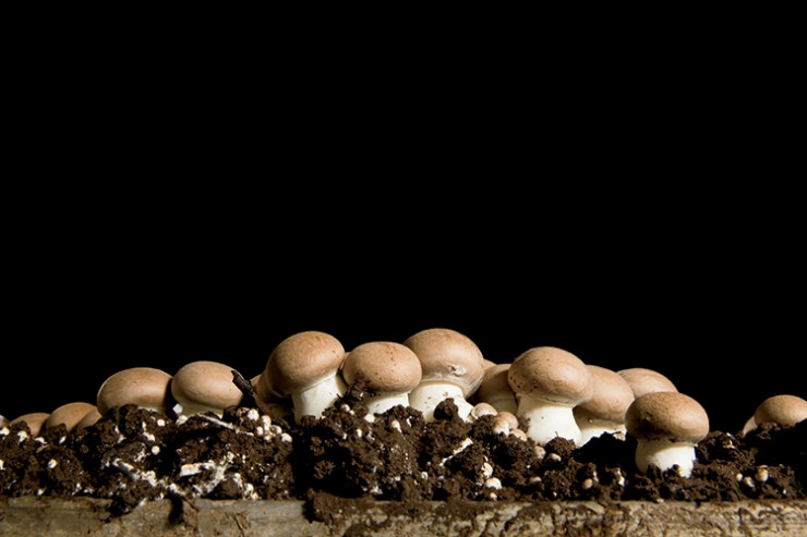 Mushrooms growing at Kitchen Pride Mushrooms in Gonzales, Texas