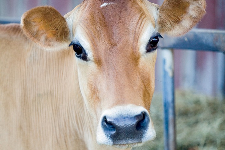 dairy farming milk cows