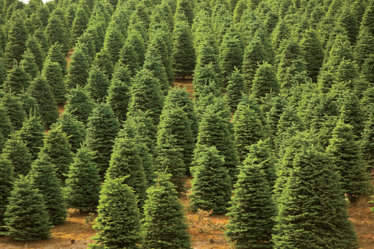 Mississippi Christmas Trees