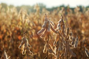 Soybeans are a top Kentucky agriculture product