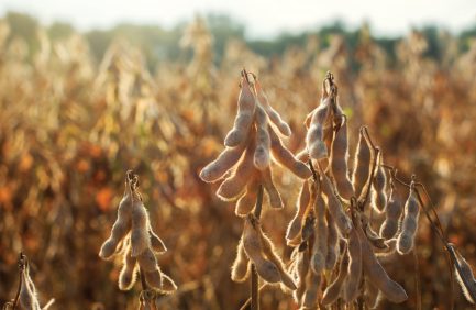 Soybeans ready to harvest
