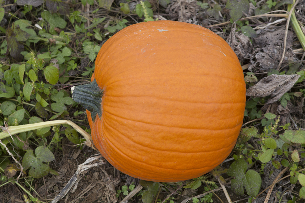 pumpkin in field