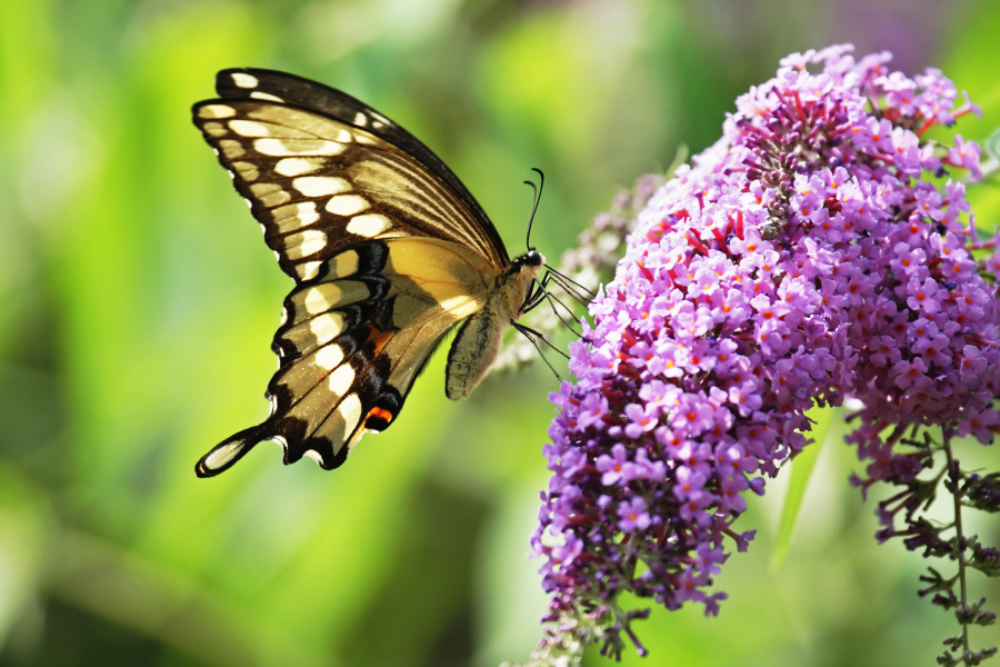 Butterfly on purple flowers 