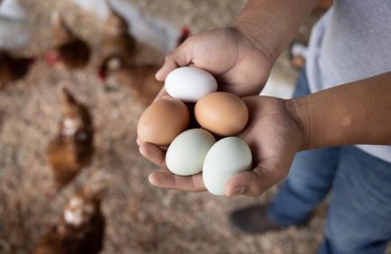Hands holding five fresh eggs of different colors, with chickens in the blurred background.