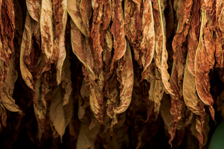 How Tennessee Tobacco Growers Transition Through Change Farm Flavor