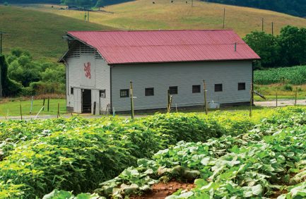 Produce flourishes on a hill above the oldest barn on the west side of the Biltmore Estate in Asheville, N.C.