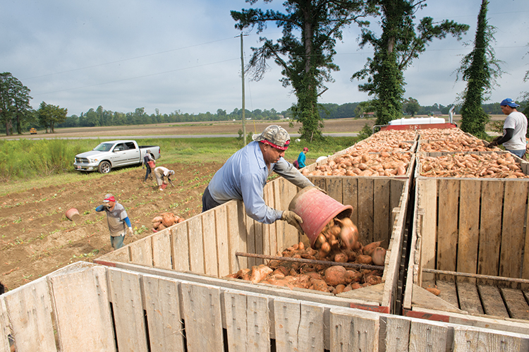 Farm Pak/Barnes Farming workers harvest sweet potatoes.