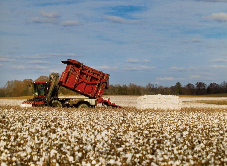 South Carolina cotton