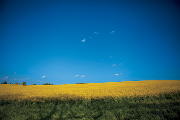 Canola fields in northern Middle Tennessee