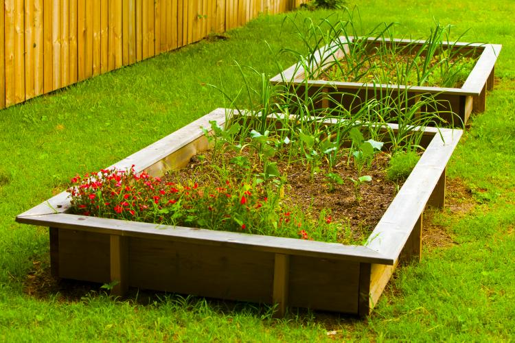 An urban backyard garden with raised beds growing vegetables