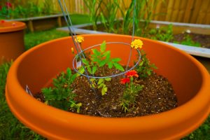 Interplanting tomatoes and marigold flowers