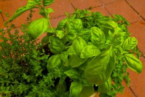 Herb garden with thyme, basil, oregano