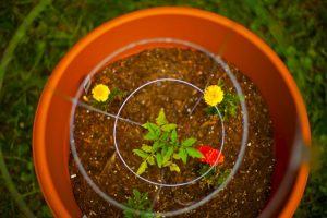 Tomato plant and marigolds - companion gardening