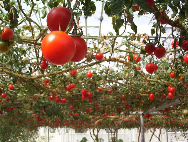 tomato trees at Disney World's farm