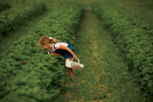 Child picks strawberries at a farm