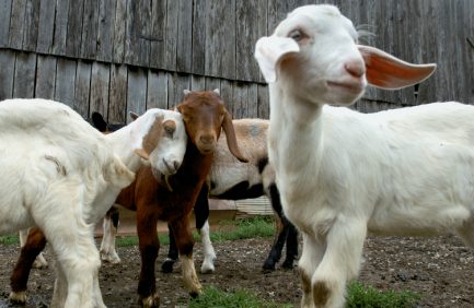 Boer Goats raised for meat