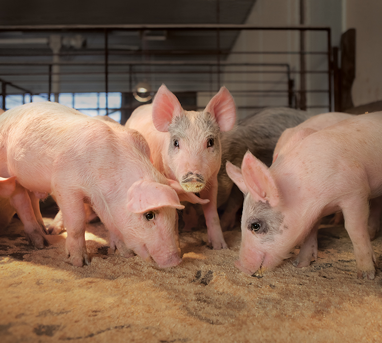 Teaching Kids About Ohio's Pork Farms