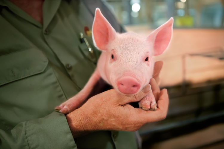 Oklahoma pork biosecurity