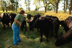 Dougherty Farm Fresh Beef in Indiana