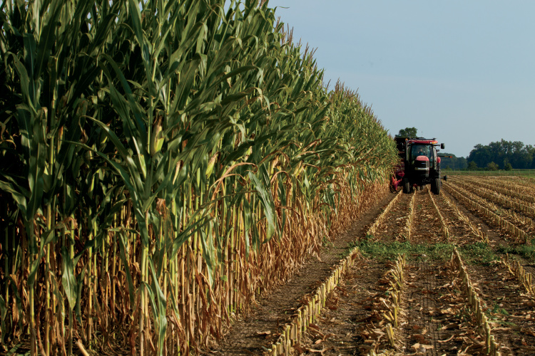 Illinois Agriculture: A Strong Foundation - Farm Flavor