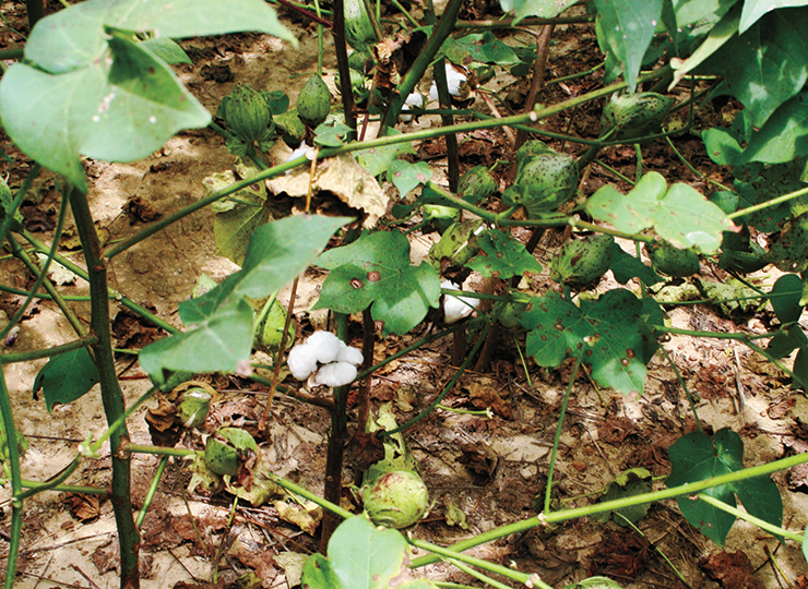 Cotton Leaf Spot Disease