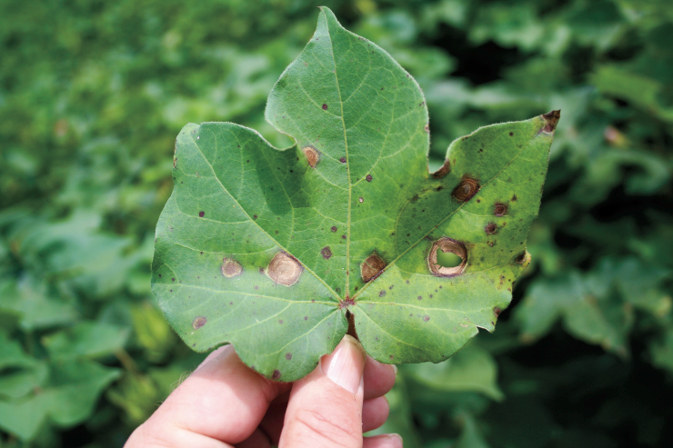 Leaf Spot Disease on Cotton