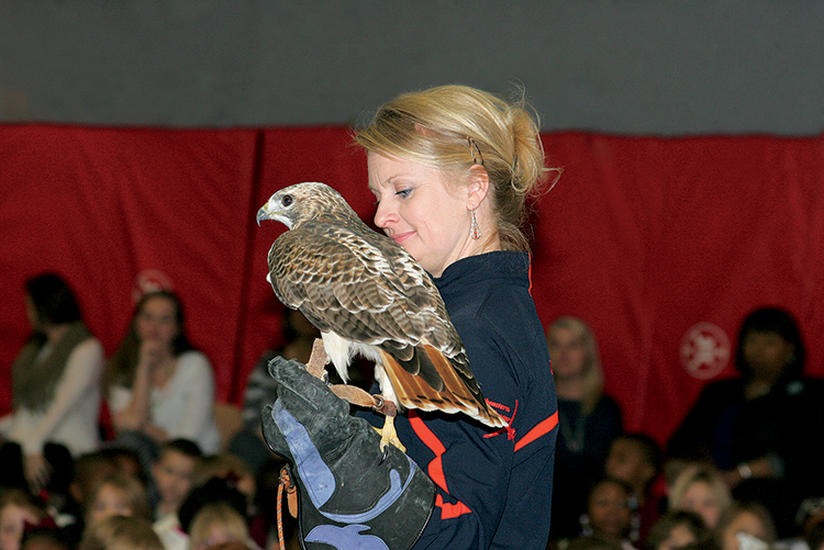 Hawk, birds of prey, Alabama