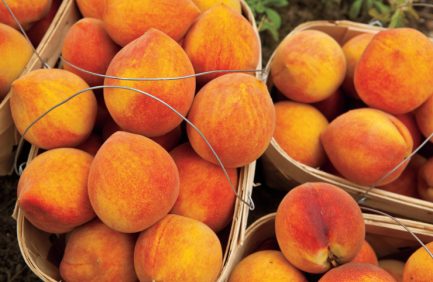 Alabama peaches