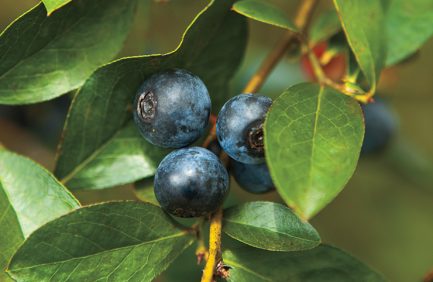 Alabama Blueberries