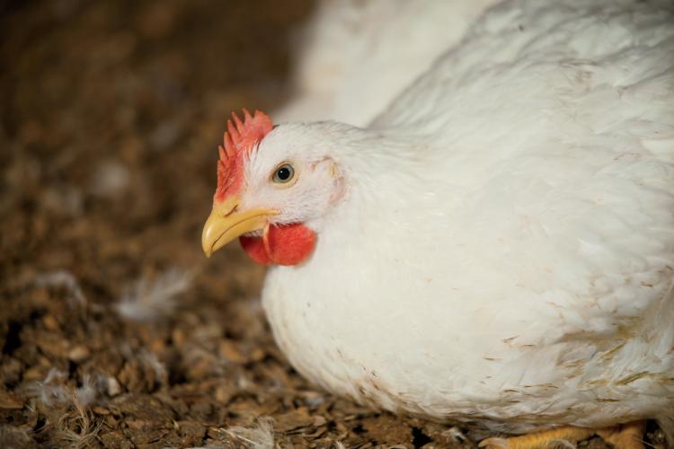 South Carolina Poultry