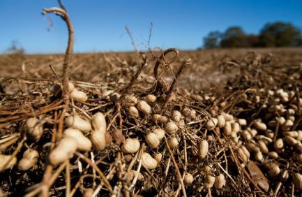 Peanuts and Cotton - Crop Rotation in Southern Alabama