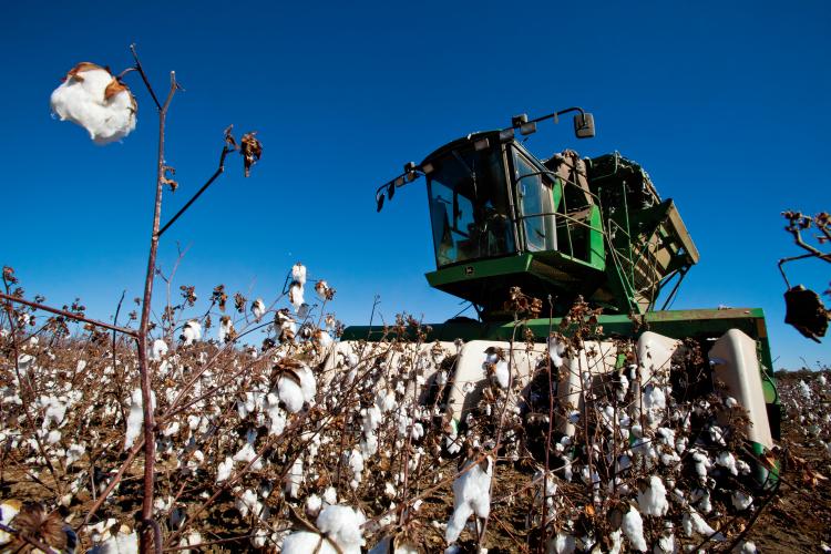All American Cotton by the Numbers, Blog