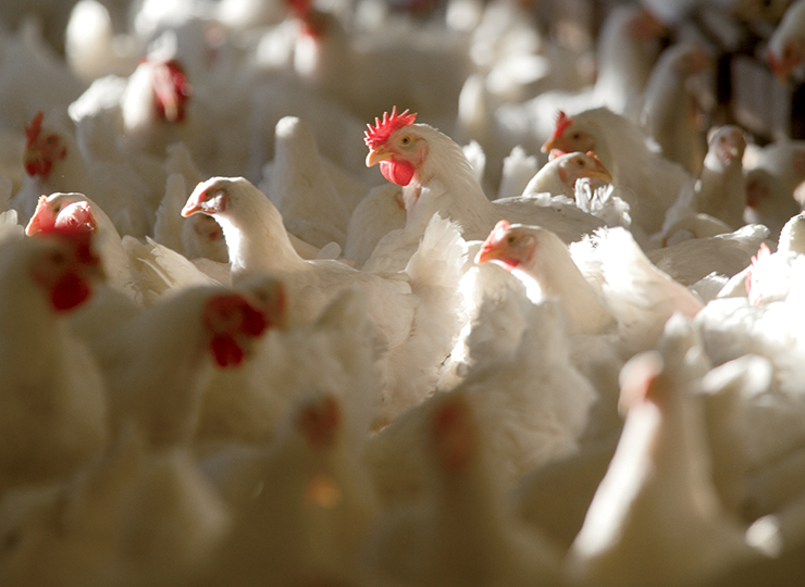 Top 10 Agricultural Commodities in Farm Flavor