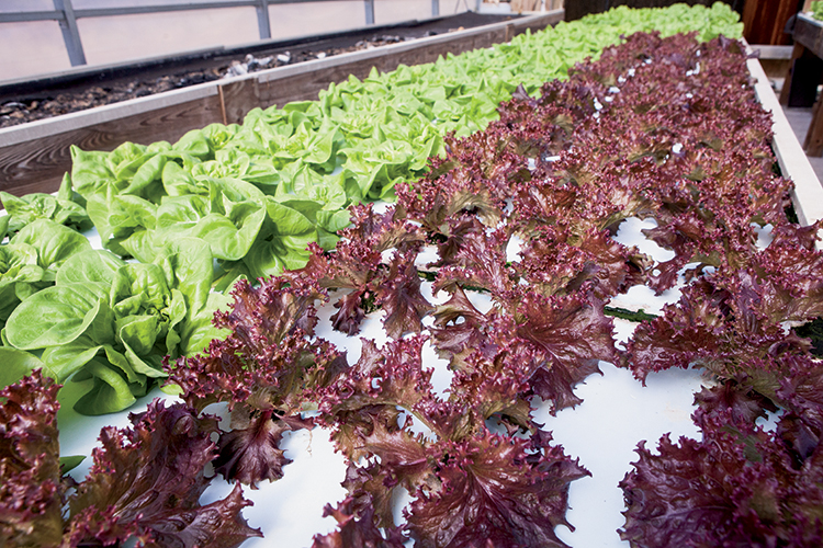 agritourism- Hydroponically grown greenhouse lettuce 