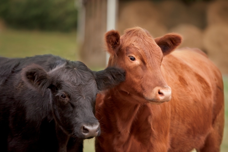 6 Different Cow Breeds Grazing In Colorado Farm Flavor