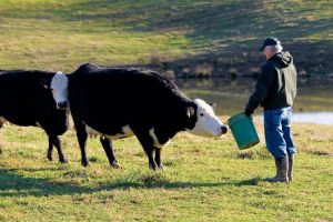 Mel Maxwell feeds beef cattle in Cookeville, Tennessee.