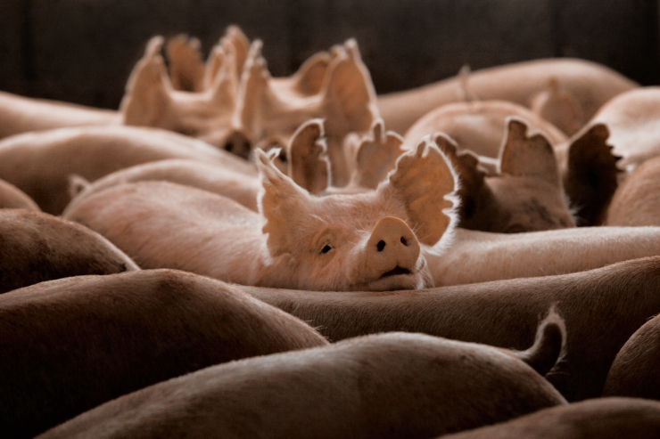 Pork breeding /genetics sales.