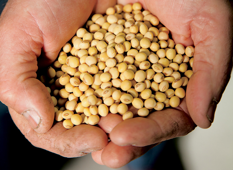 handful of soybean seeds