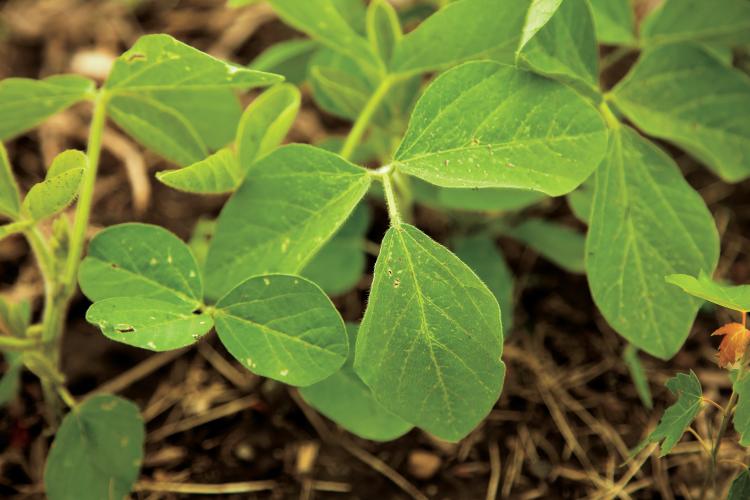 Illinois ranks high nationally in soybean production