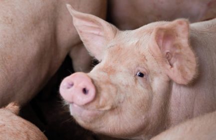Wisconsin Farm Families Raise Pigs and More