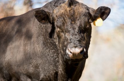 Kansas Beef Cattle