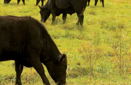 Virginia angus beef cattle