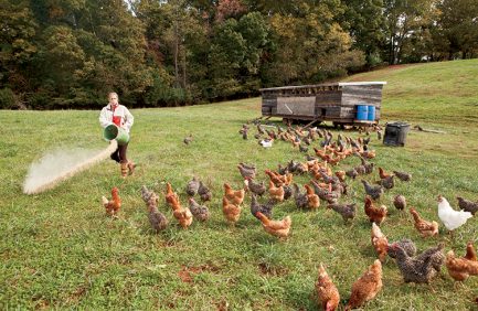 Timbercreek Farm, chickens, eggs