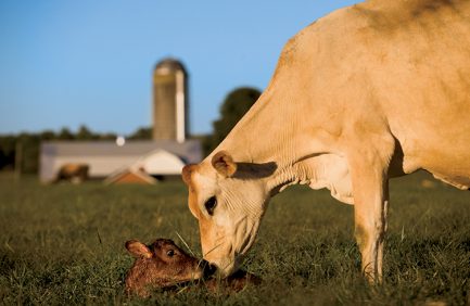 dairy farming milk cows