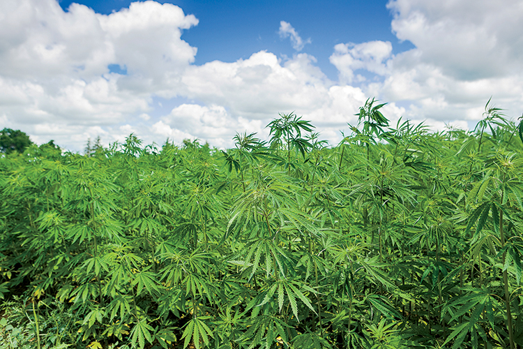 Industrial hemp can now be legally grown in Kentucky.